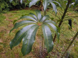 Schefflera shweliensis (TH 3330)