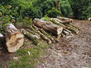 end of the double stemmed horse chestnut