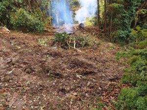 end of the double stemmed horse chestnut