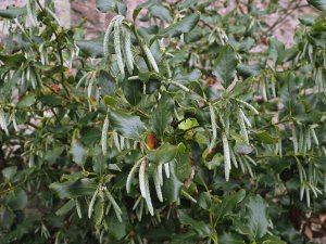 Garrya elliptica ‘James Roof’