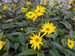 Helianthus ‘Lemon Queen’