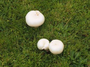 giant mushrooms