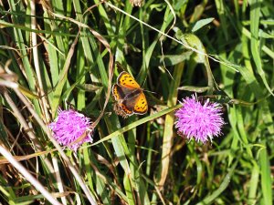 tiny butterfly