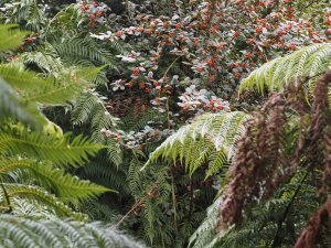 Cotoneaster franchetii