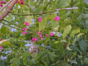 Euonymus hamiltonianus ‘Rising Sun’