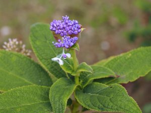 Hydrangea involucrata