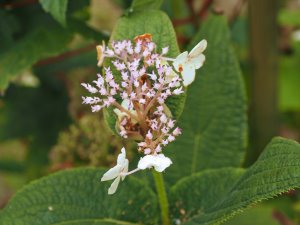 Hydrangea involucrata