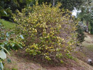 nearly dead large camellia