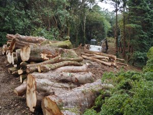 wood piles