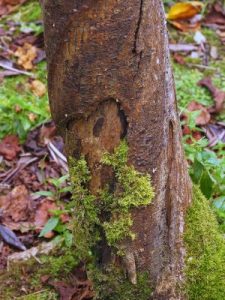 dead snakebark maples