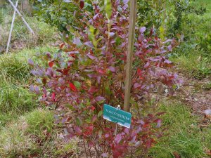 Vaccinium corymbosum