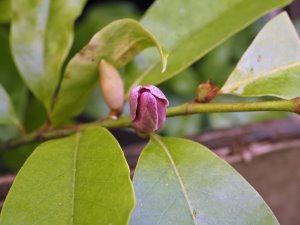 Magnolia figo x Magnolia champaca