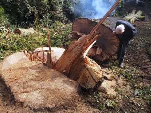 Turkey Oak