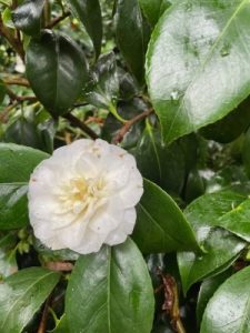 Camellia japonica ‘Sode-Gashuki’ (‘Gauntlettii’)