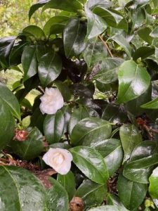 Camellia japonica ‘Sode-Gashuki’ (‘Gauntlettii’)