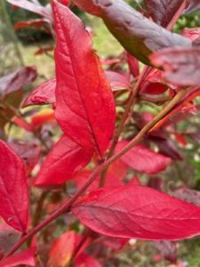 Vaccinium corymbosum