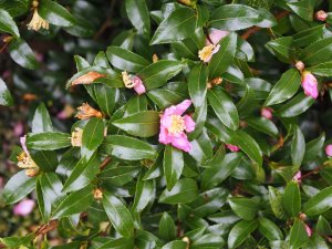 Camellia sasanqua No. 1