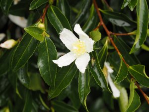 Camellia sasanqua No. 2