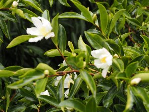 Camellia sasanqua No. 2