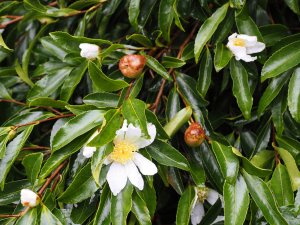 Camellia sasanqua No. 2