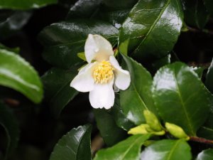 Camellia sasanqua No. 4