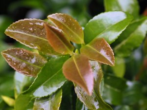 Camellia sasanqua No. 4