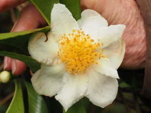 Camellia taliensis