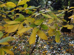 Carya ovata