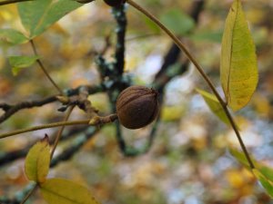 Carya ovata