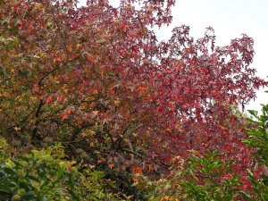 Liquidambar styraciflua ‘Red Star’