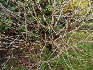 Syringa emodi ‘Aureovariegata’