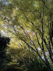 Acer palmatum ‘Sango Kaku’