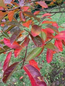 Nyssa leptophylla (ex Roundabarrow)