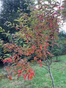 Nyssa leptophylla (ex Roundabarrow)