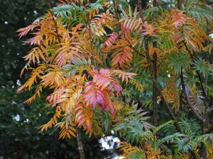 Sorbus sargentiana