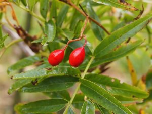 Sorbus sargentiana