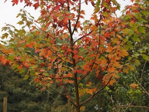 Acer freemanii ‘Autumn Blaze’