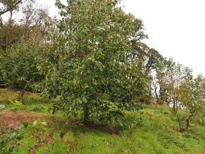 Magnolia ‘Leonora’