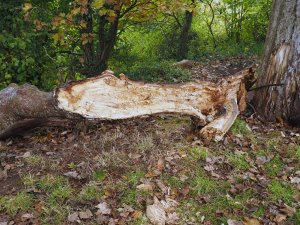 rotten oak branch