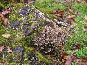 Turkey tail – Trametes versicolor