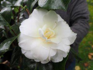 Camellia ‘Fimbriata Alba’