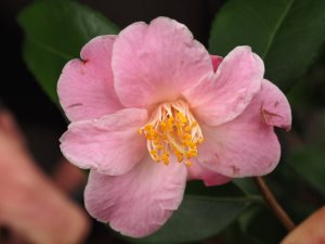 Camellia sasanqua ‘Minato-no-akebono’