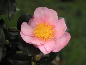 Camellia sasanqua ‘Pink Goddess’