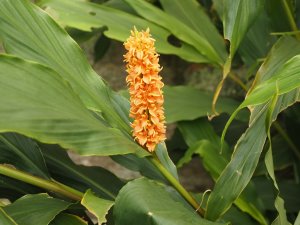 Hedychium densiflorum ‘Assam Orange’