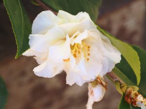 Camellia sasanqua ‘Waterfall White’