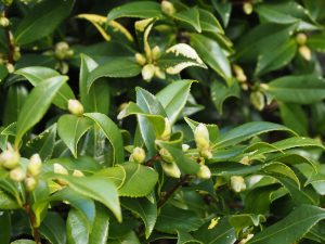 Camellia vernalis ‘Dawn’ (‘Ginryu’)