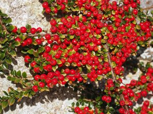 Cotoneaster horizontalis