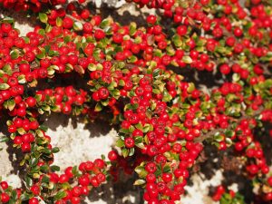 Cotoneaster horizontalis