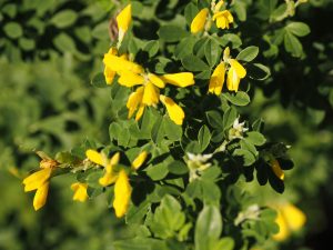 Cytisus ‘Porlock’