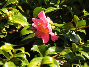 Camellia sasanqua